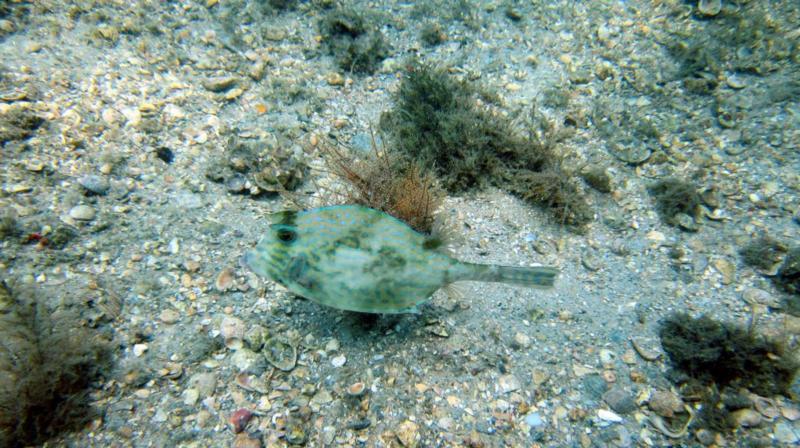 Honeycomb cowfish