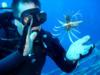 Lionfish on the satelite