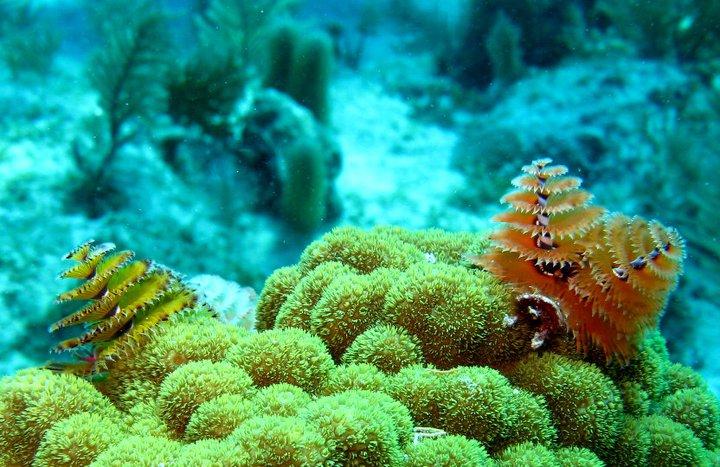 Christmas tree worms