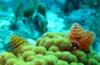 Christmas tree worms