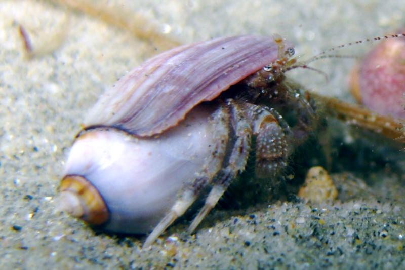 Hermit crab