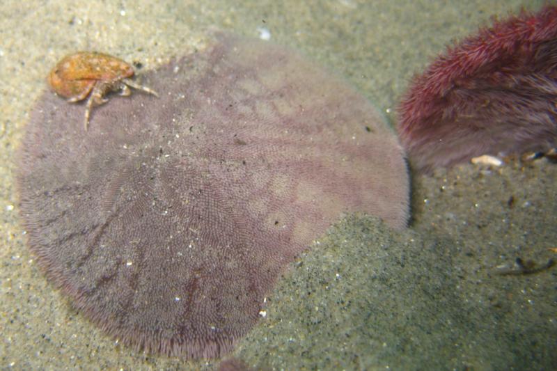 Hermit crab on sand dollar