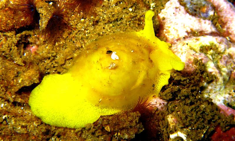 Tylodina fungina nudibranch