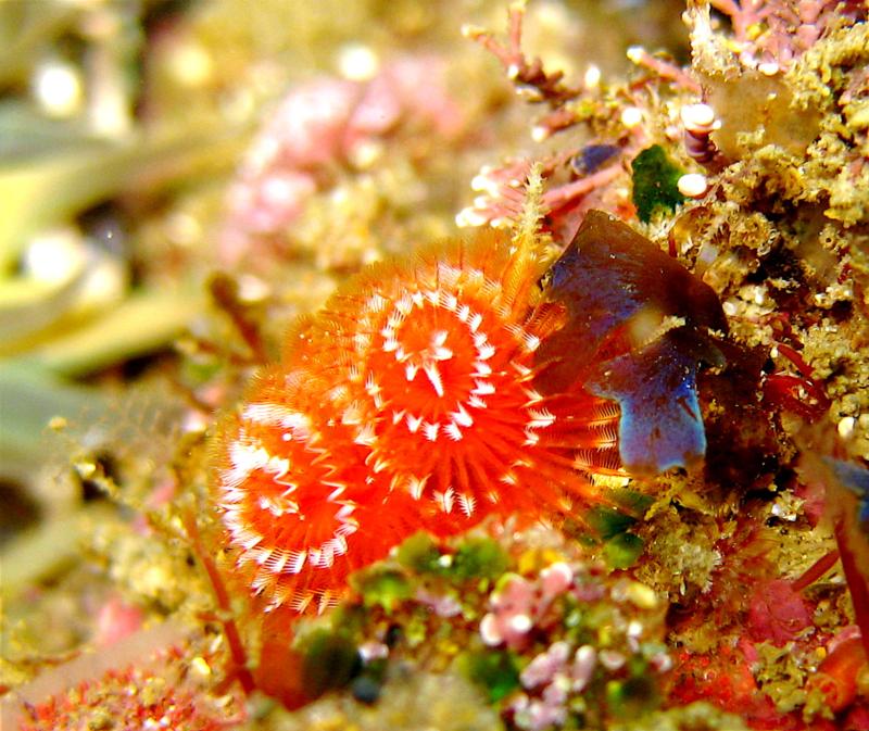 Christmas Tree worms