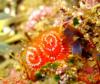 Christmas Tree worms