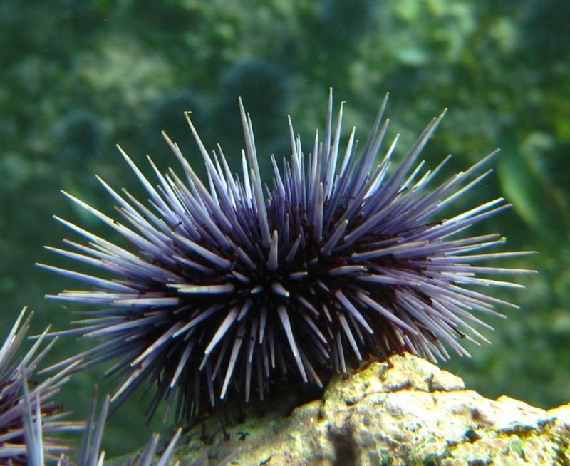 Urchin