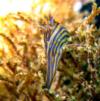 Polycera atra, Black dorid