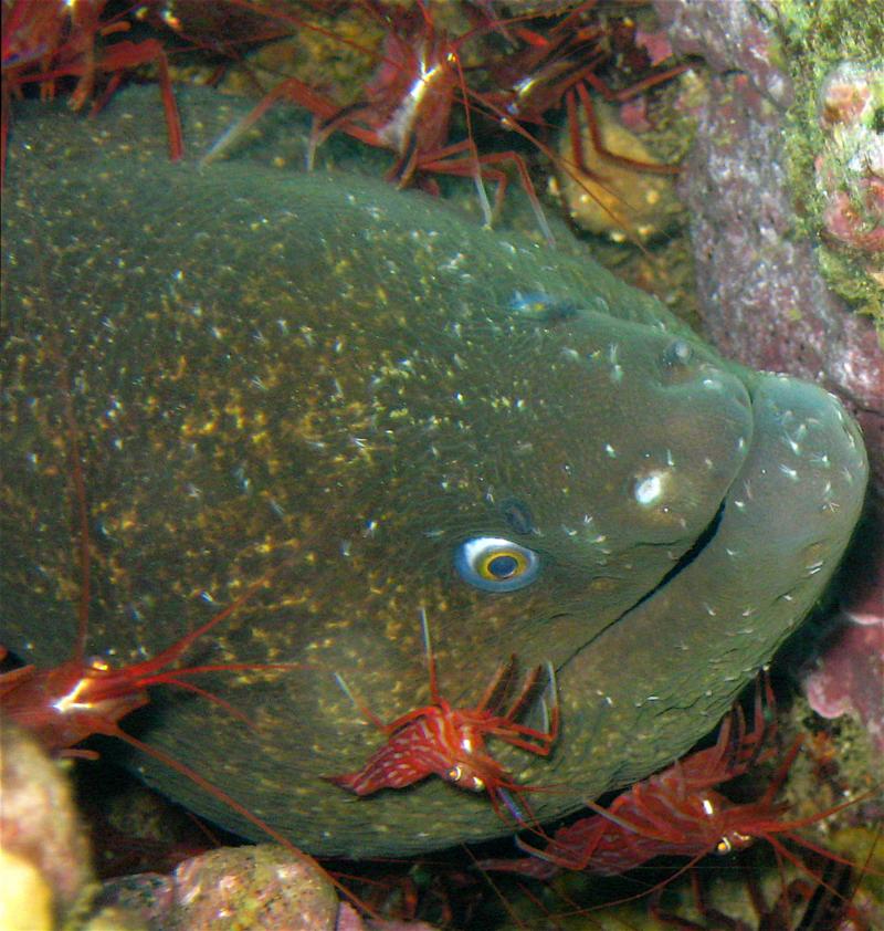 Moray with his cleaning buddies 