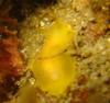 Doriopsilla albopunctata aka Salted Yellow Dorid 