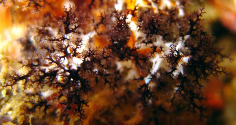 Cucumaria salma, White Sea Cucumber