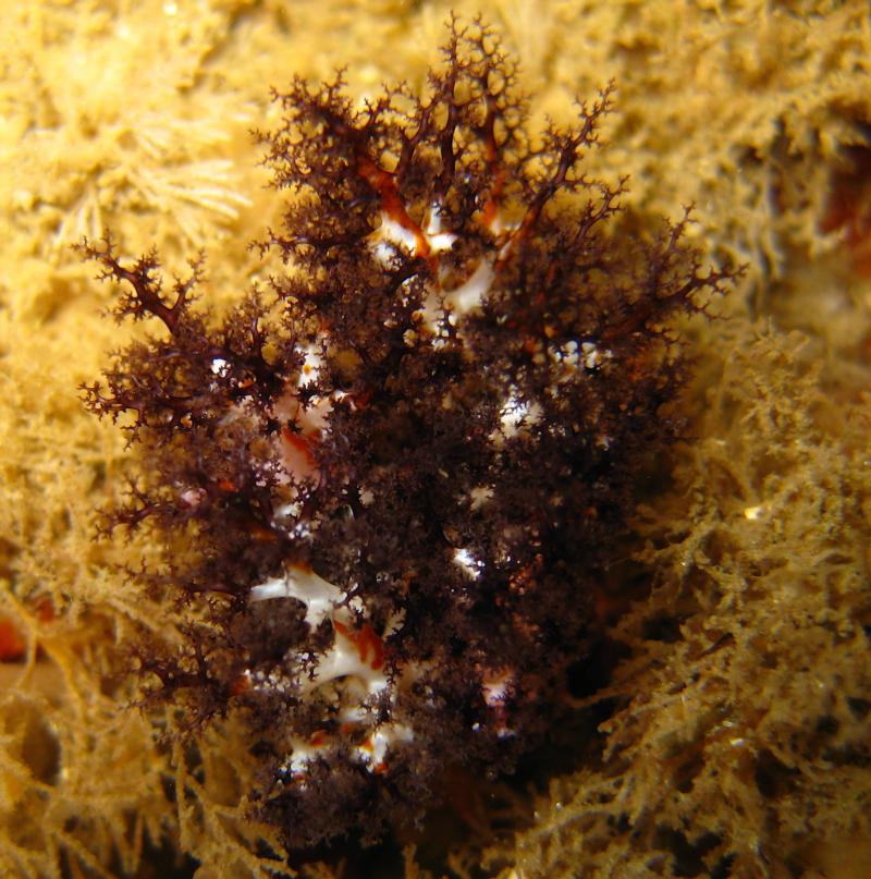 White Sea Cucumber