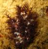 White Sea Cucumber