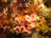 Corynactis anenomes - Shaw’s Cove