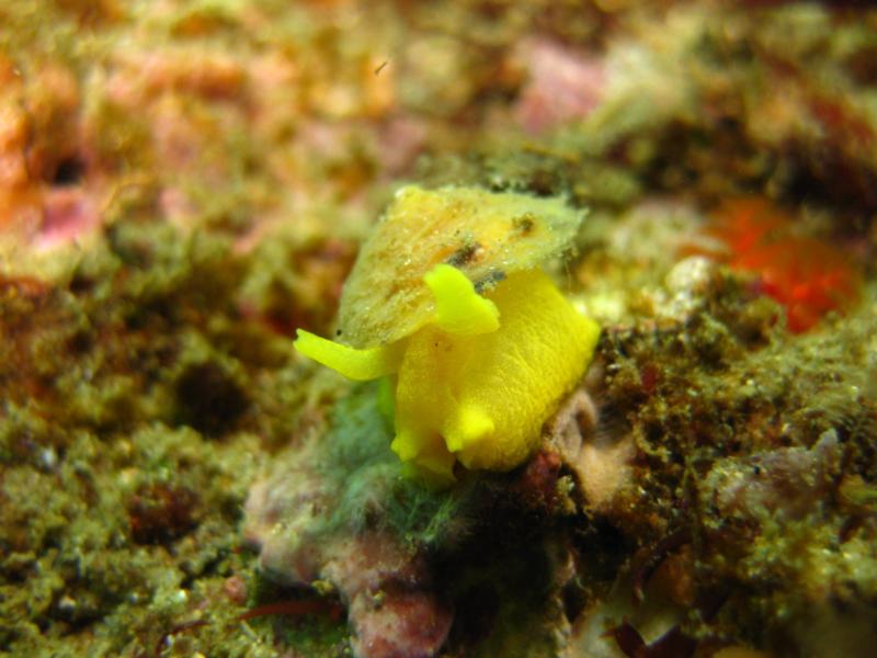 Tylodina fungina nudi - Shaw’s Cove