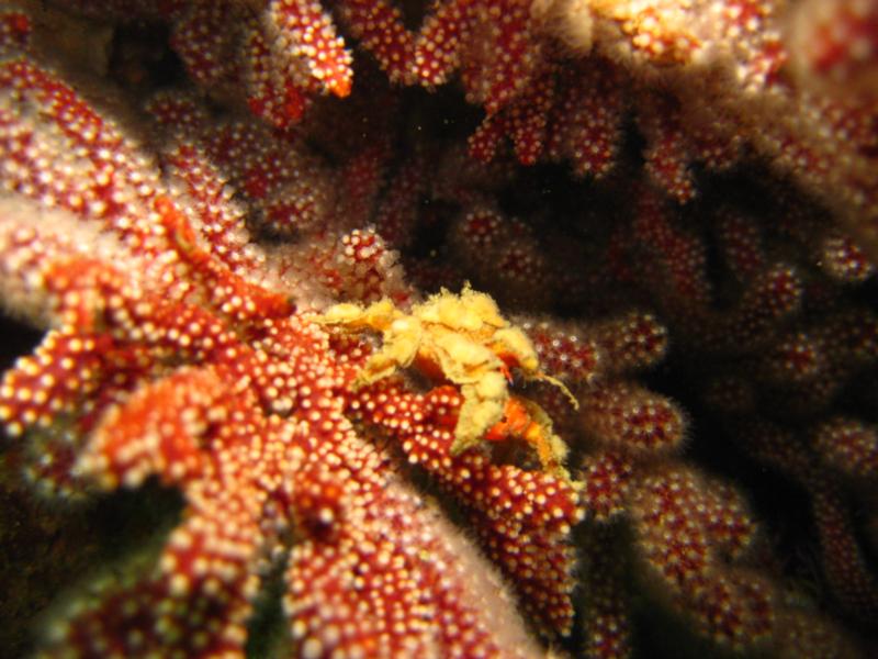 Dwarf Teardrop Crab on Red Gorgonian - Shaw’s Cove