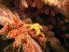 Dwarf Teardrop Crab on Red Gorgonian - Shaw’s Cove