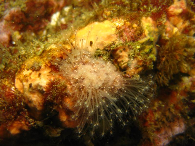 Hedgehog Hydroid - Shaw’s Cove