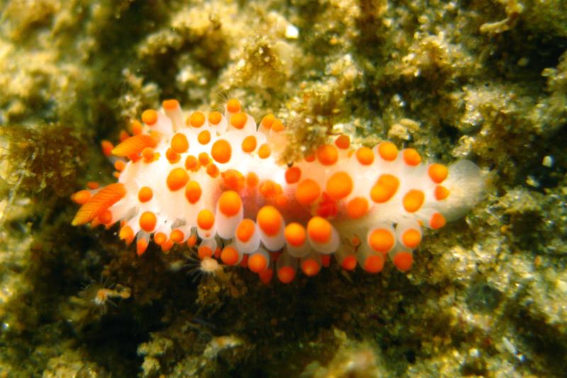 Cockerell’s Dorid (Limacia cockerelli) at Crescent Bay - Laguna Beach, CA