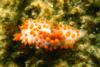 Cockerell’s Dorid (Limacia cockerelli) at Crescent Bay - Laguna Beach, CA