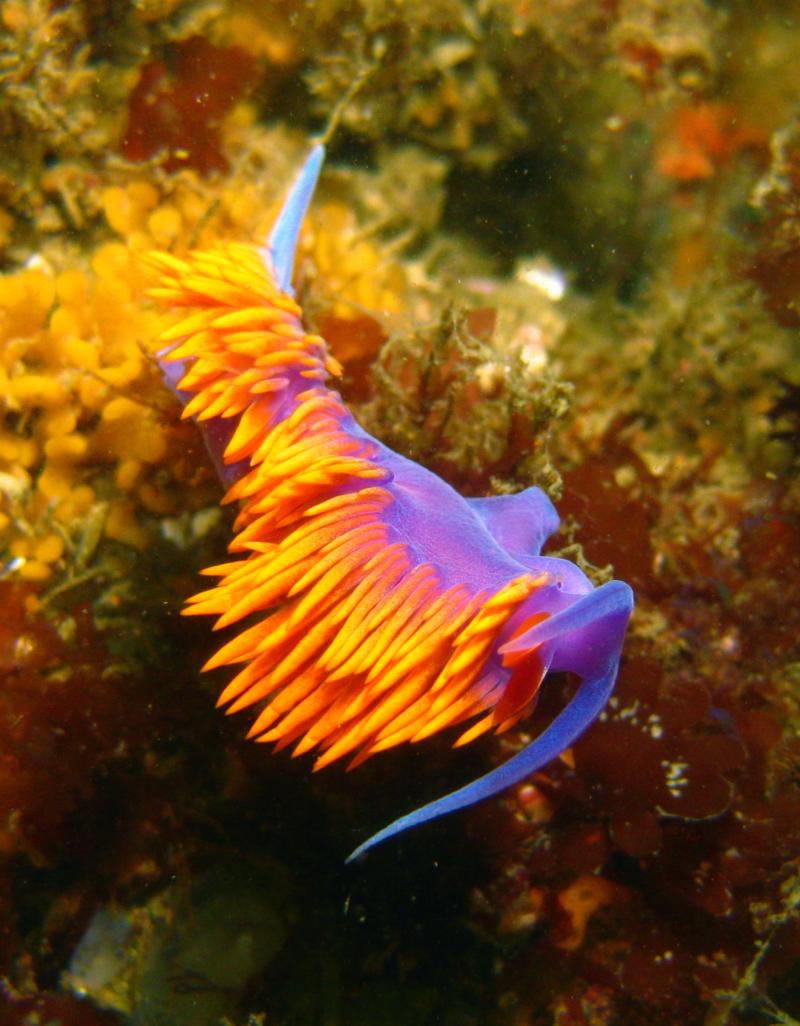 Spanish Shawl (Flabellina iodinea) at Deadman’s Reef - Laguna Beach, CA