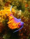 Spanish Shawl (Flabellina iodinea) at Deadman’s Reef - Laguna Beach, CA