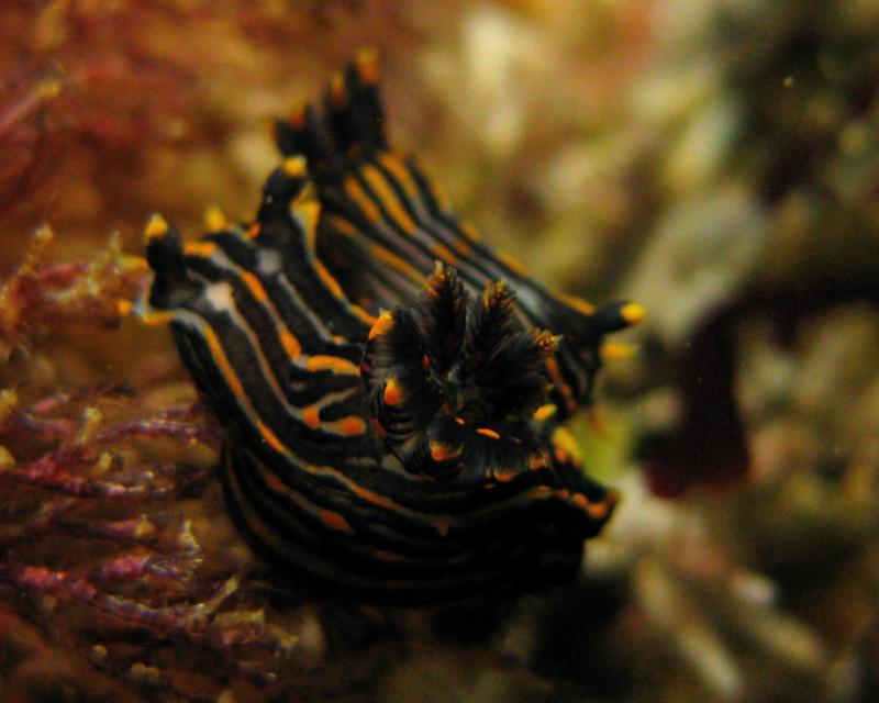 Polycera atra at Shaw’s Cove, Laguna Beach, CA