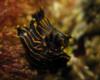 Polycera atra at Shaw’s Cove, Laguna Beach, CA