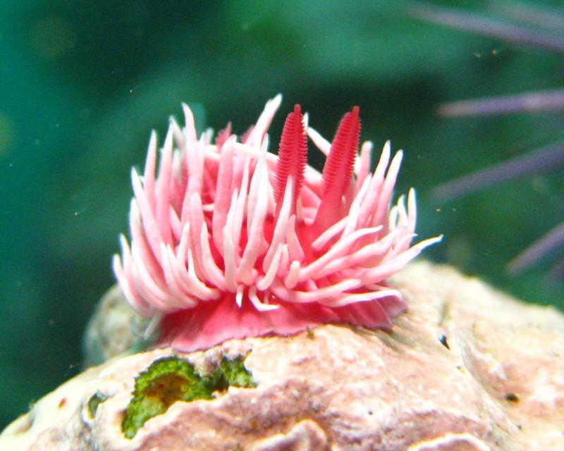 Okenia rosacea (Hopkins Rose) at Shaw’s Cove - Laguna Beach, CA