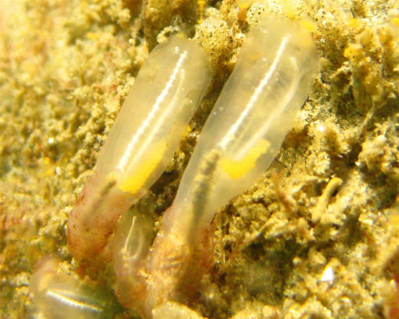 Clavelina huntsmani, Light bulb tunicate - Corona Del Mar, CA