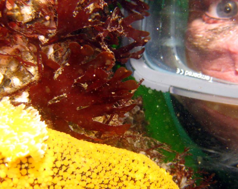 Peltodoris nobilis (Lemon Dorid) with my DB inverted. CDM, CA