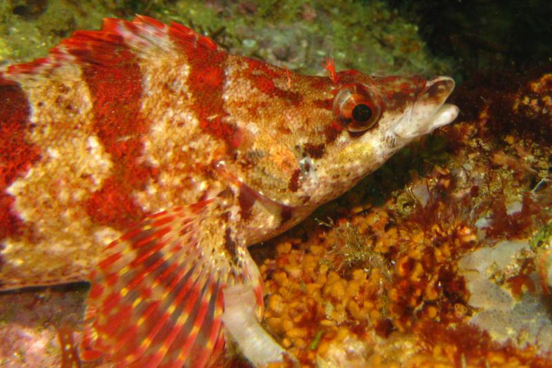 Painted Greenling - Laguna Beach, CA