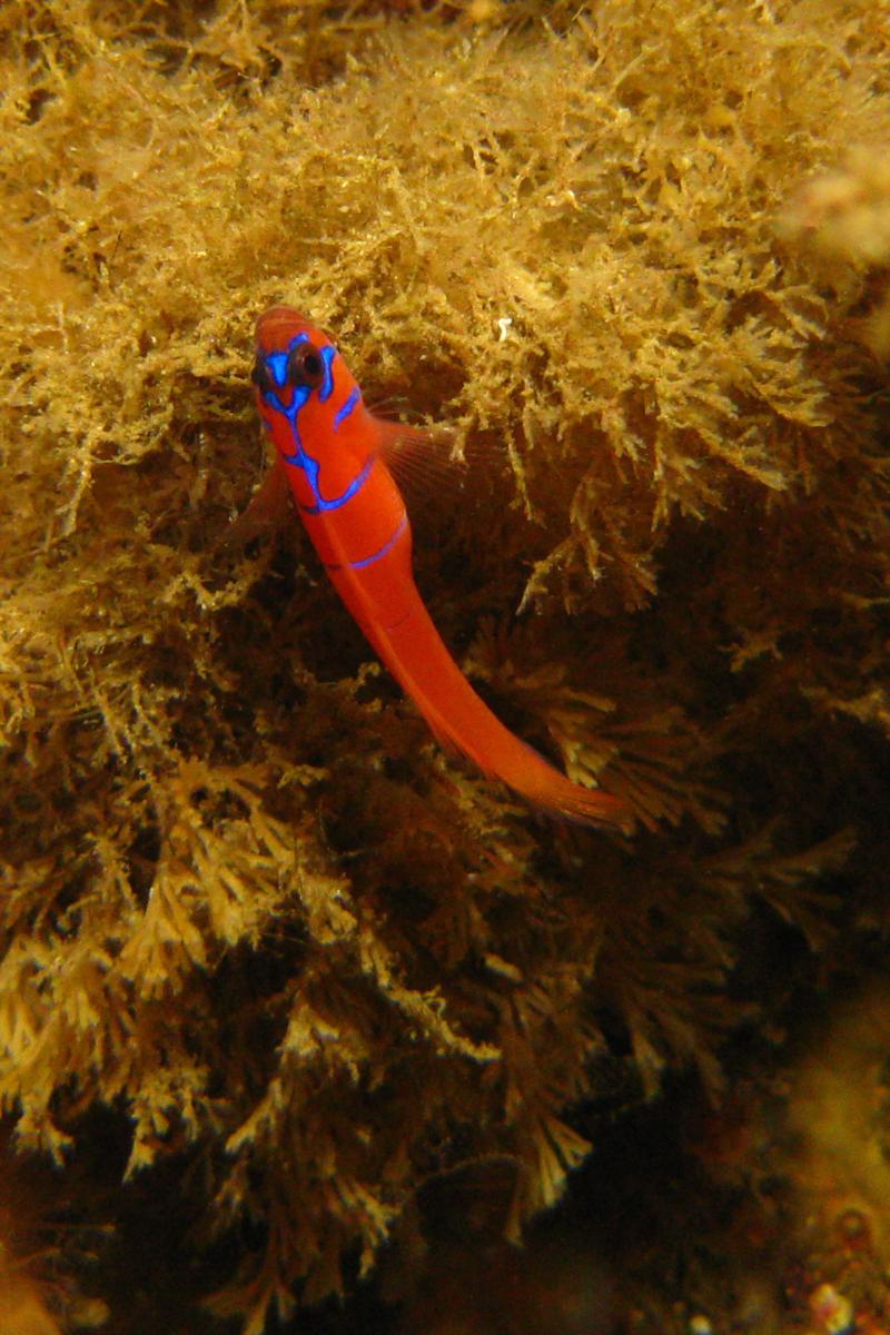 Blue-banded goby - Laguna Beach, CA