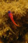 Blue-banded goby - Laguna Beach, CA