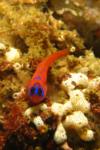 Blue-banded goby - Laguna Beach, CA