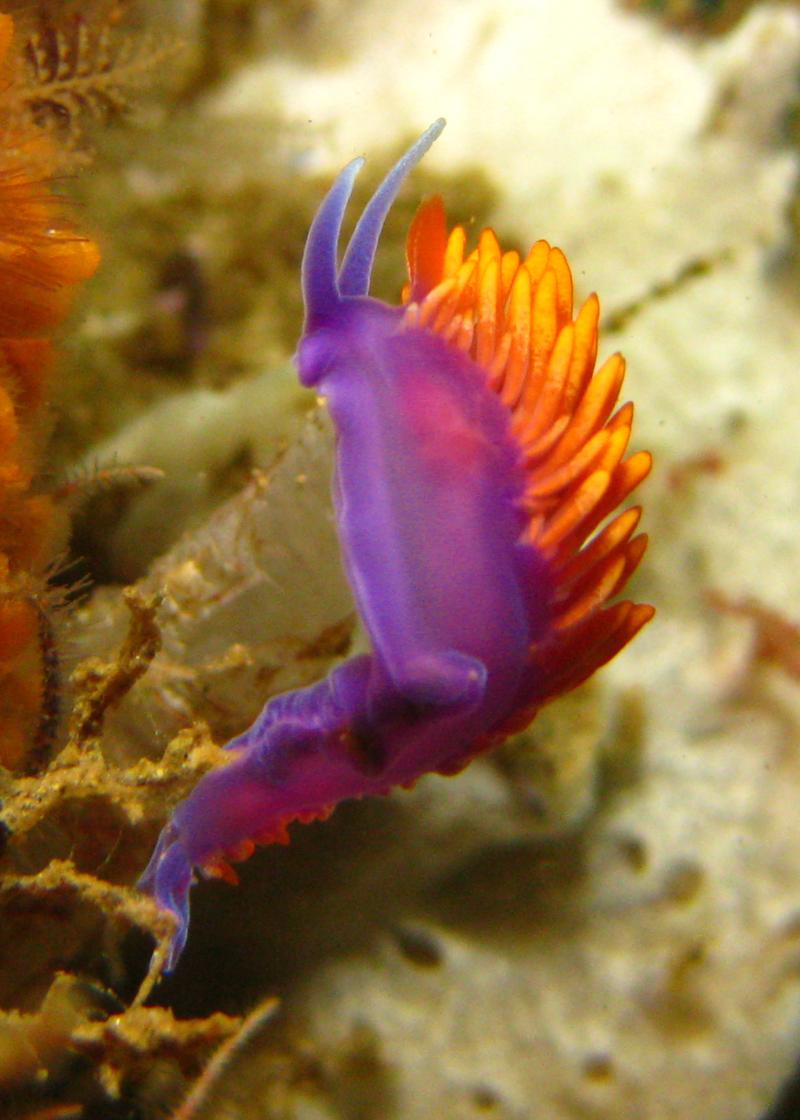 Flabellina iodinea - Laguna Beach, CA