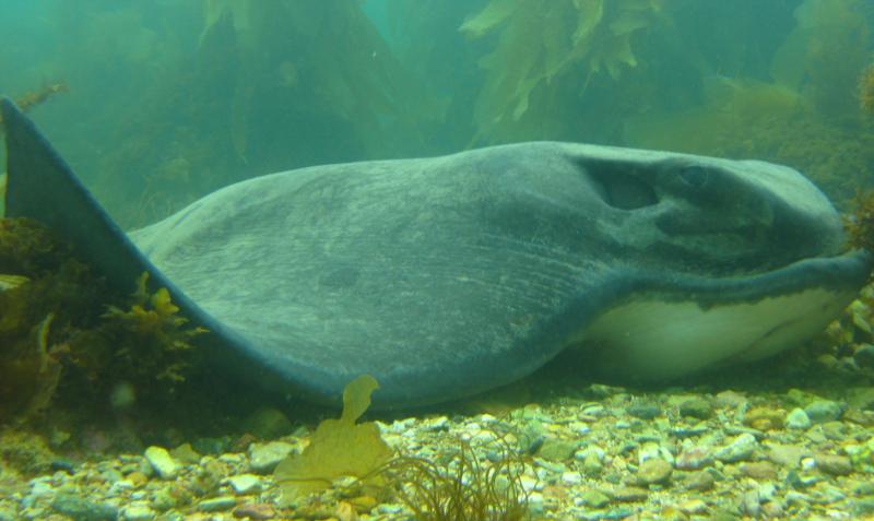 Bat Ray - Goat Harbor, Catalina Island, CA