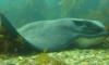 Bat Ray - Goat Harbor, Catalina Island, CA