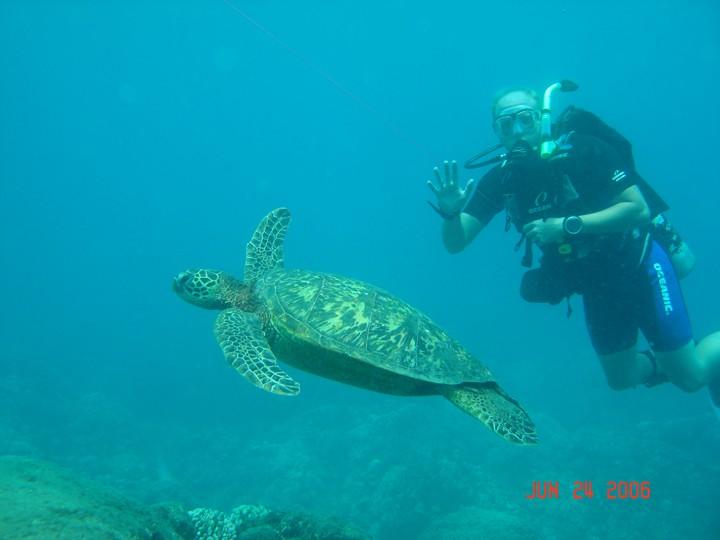 Turtle Cleaning Station