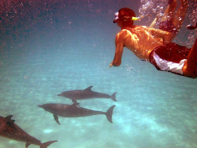 Snorkeling with wild dolphins, Bimini