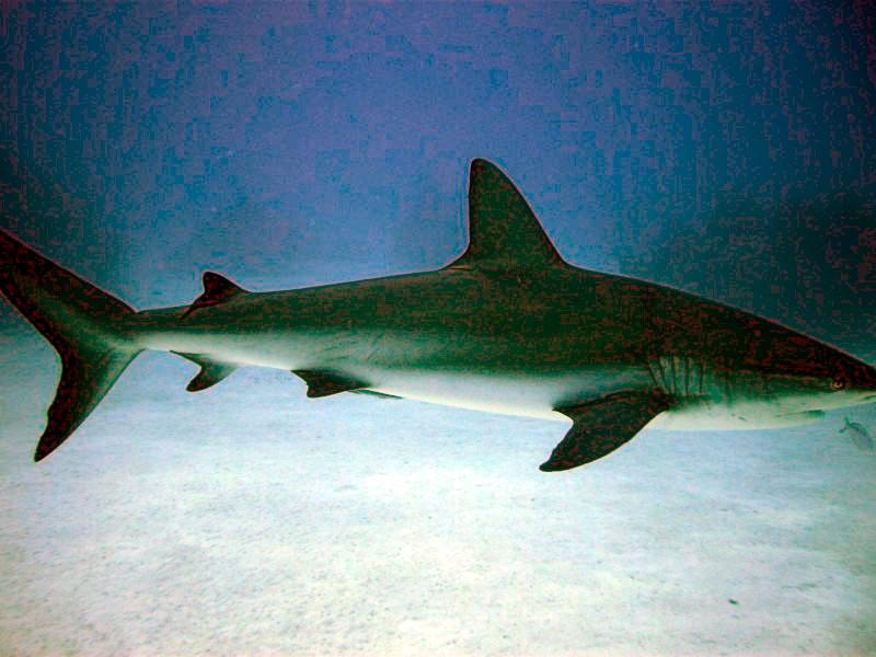 Caribbean Reef Shark, Grand Bahama