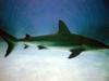 Caribbean Reef Shark, Grand Bahama