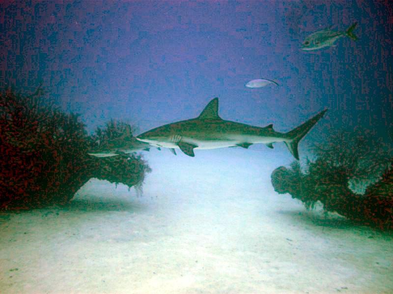 Caribbean Reef Shark, Grand Bahama