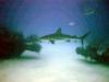 Caribbean Reef Shark, Grand Bahama