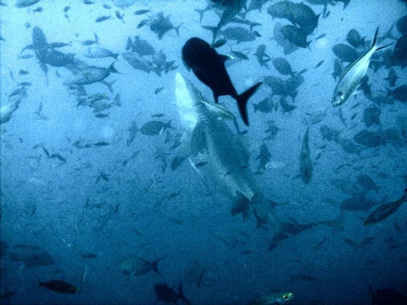 Dive buds