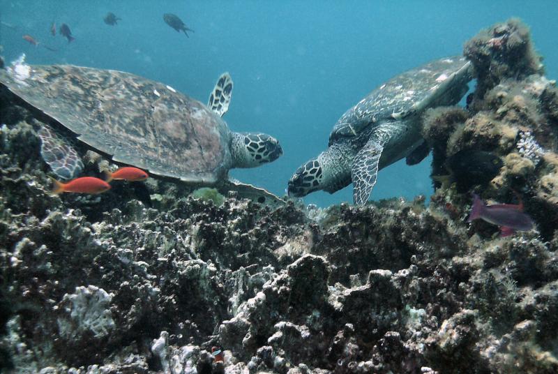 kissing turtles