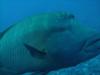 Napoleon wrasse