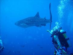 Whaleshark 1