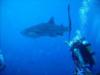 Whaleshark 1