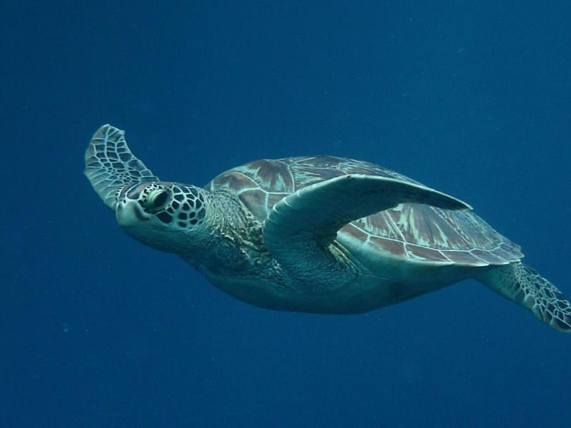 turtle2