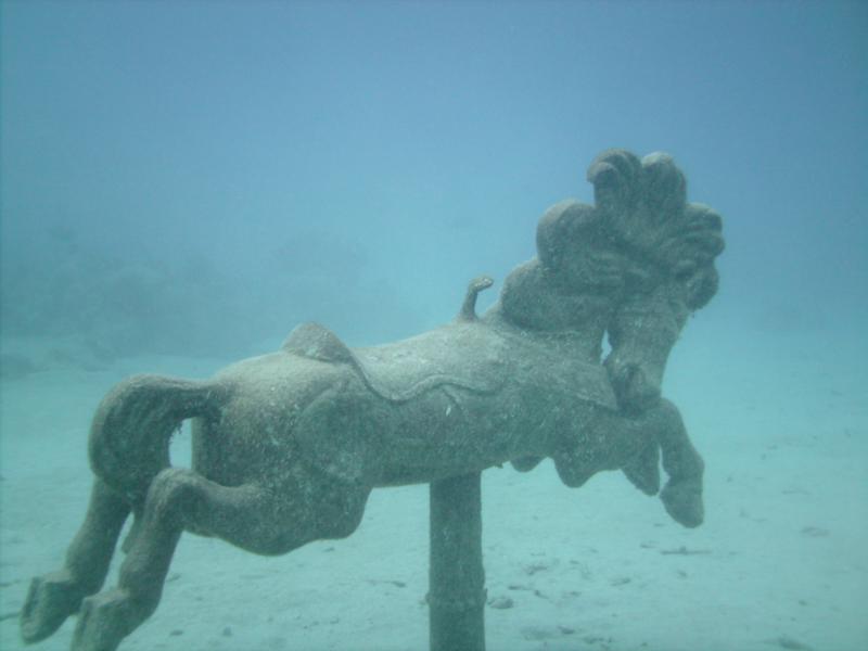 Seahorse/ St Croix